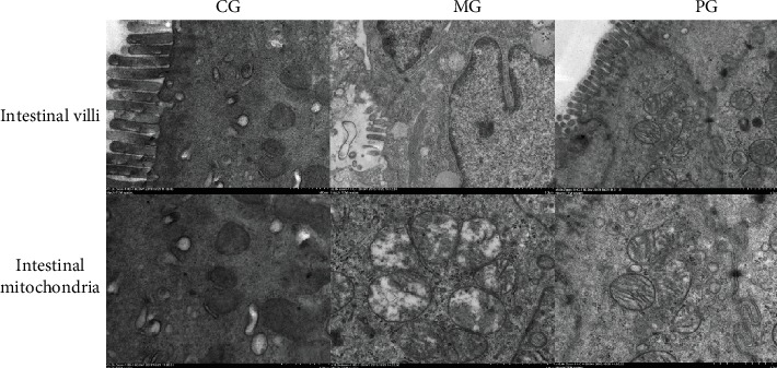 PHLDA1 promotes microglia-mediated neuroinflammation via regulating K63-linked ubiquitination of TRAF6.